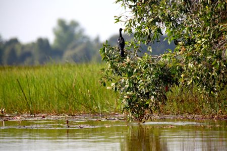 Thung Nham Bird Watching