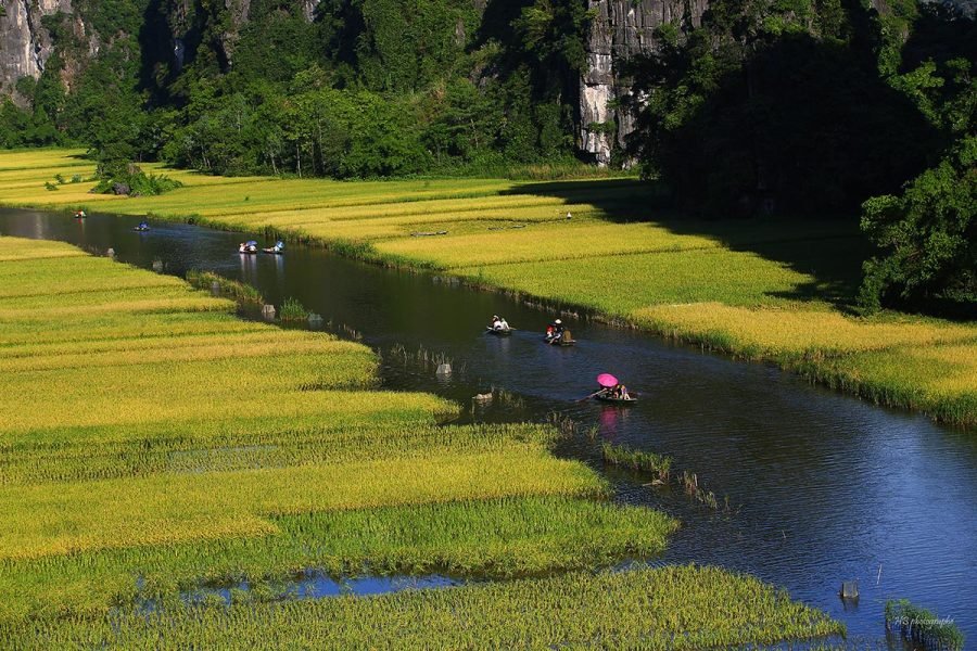 Tamcoc_Ninhbinh_sampan_rice221