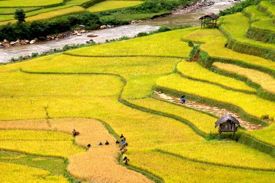 Rice Terrace
